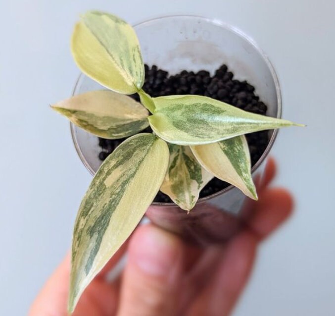 Philodendron Hastatum Silver Sword Variegata - Rare Plant - Beautiful Plant - Cuttings