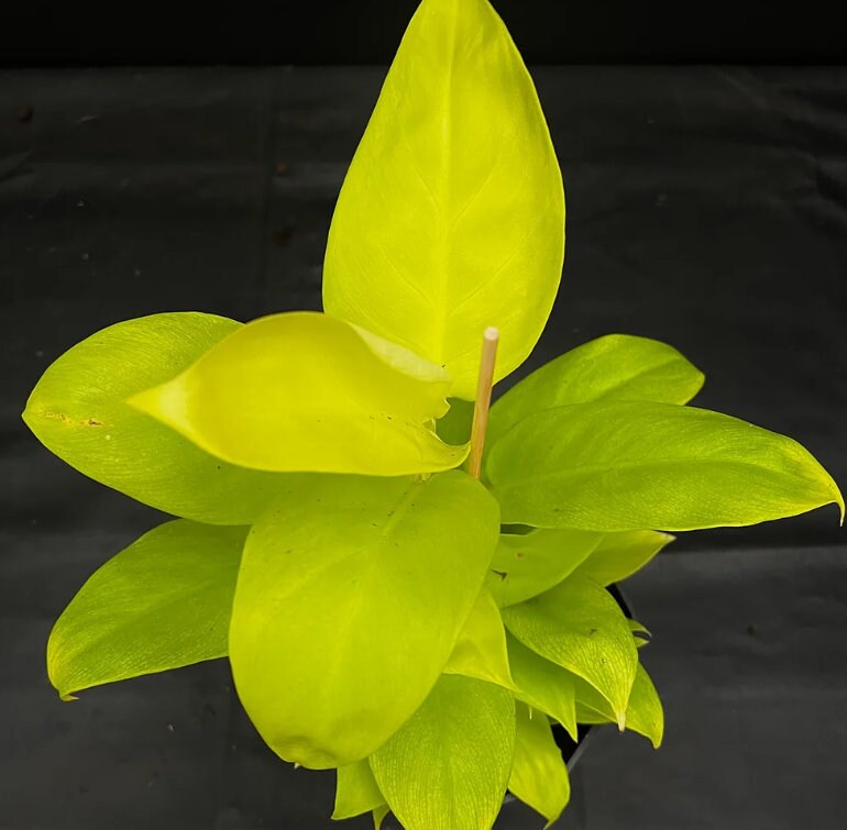 philodendron lemon lime flower Philodendron Lemon Lime - Rare Plant - Beautiful Plant