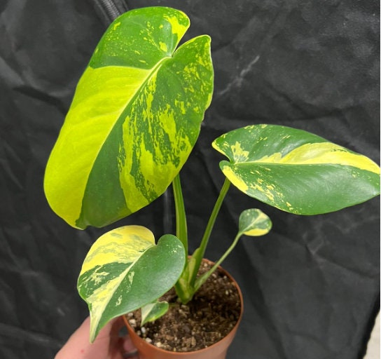 Monstera deliciosa Electro-light variegata - Monstera Aurea- Rare Plant - Beautiful Plant