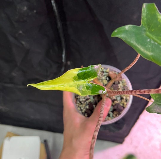 Aocasia Zebrina Variegata - Rare Plant - Beautiful Plant