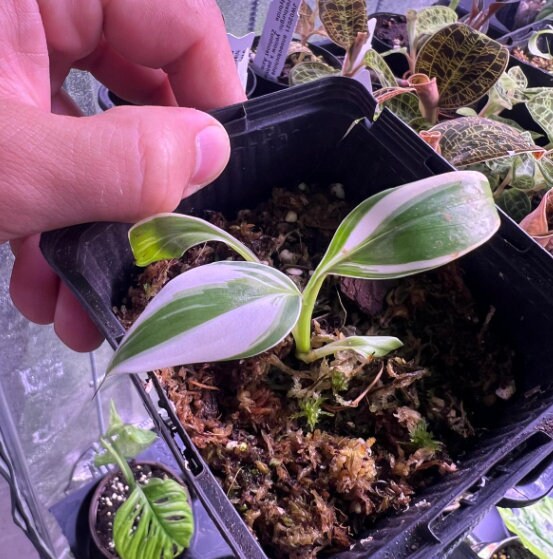 Musa Florida Variegata - Variegated Banana Plant - Rare Plant