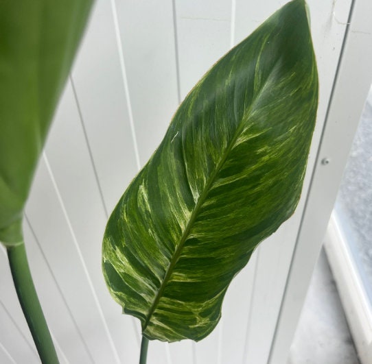 Bird of Paradise Albo Variegata - Strelitzia Nicolai - Variegated Bird of Paradise - Rare Plant - Beautiful Plant