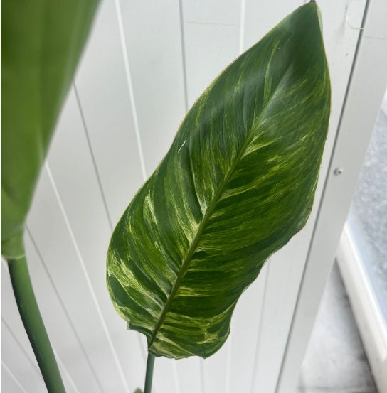 Bird of Paradise Albo Variegata - Strelitzia Nicolai - Variegated Bird of Paradise - Rare Plant - Beautiful Plant