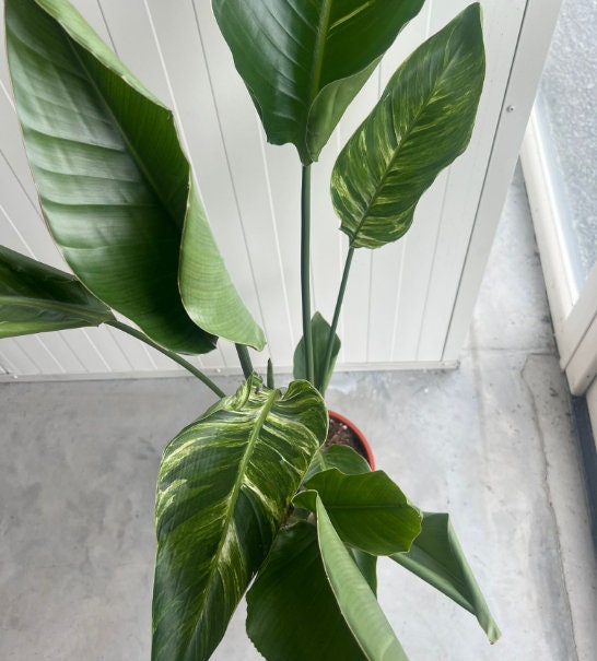 Bird of Paradise Albo Variegata - Strelitzia Nicolai - Variegated Bird of Paradise - Rare Plant - Beautiful Plant