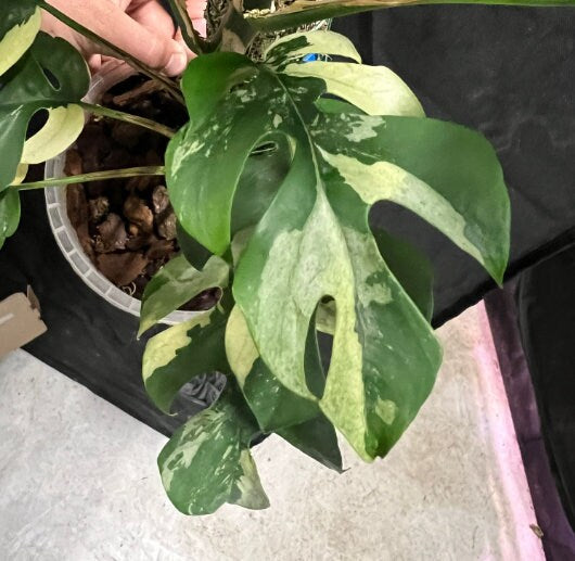 Rapidophora Tetrasperma Variegata - Variegated Monstera Minima - Rare Plants - Monstera Cuttings - Propagation Nodes