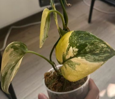 Scindapsus Jade Satin Variegata - Variegated Scindapsus - Rare Plants - Monstera Cuttings - Propagation Nodes