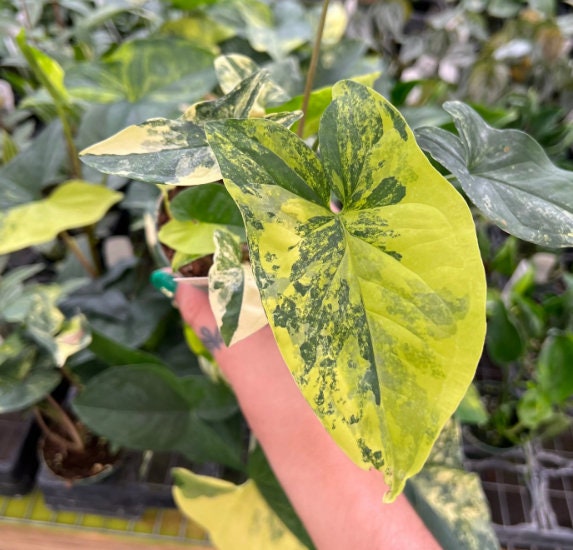 Syngonium Aurea - Rare Plant - Beautiful Plant - Cuttings