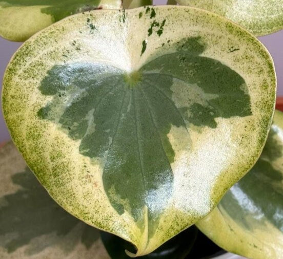 Peperomia Raindrop Variegata - beautiful succulent - propagation leaf - cuttings