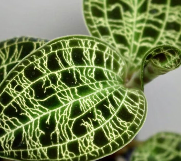 Jewel Orchid Macodes Petola - Rare Plant - Beautiful Plant - Cuttings