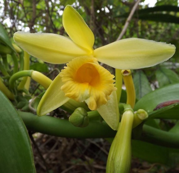 Orchidaceae Vanilla - Rare Plant - Beautiful Plant - Cuttings