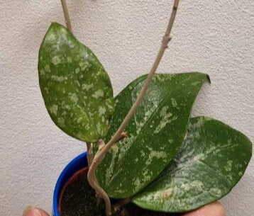 Hoya Verticillata Splash - succulent plant - 1 Leaf with node