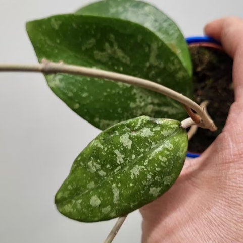 Hoya Verticillata Splash - succulent plant - 1 Leaf with node