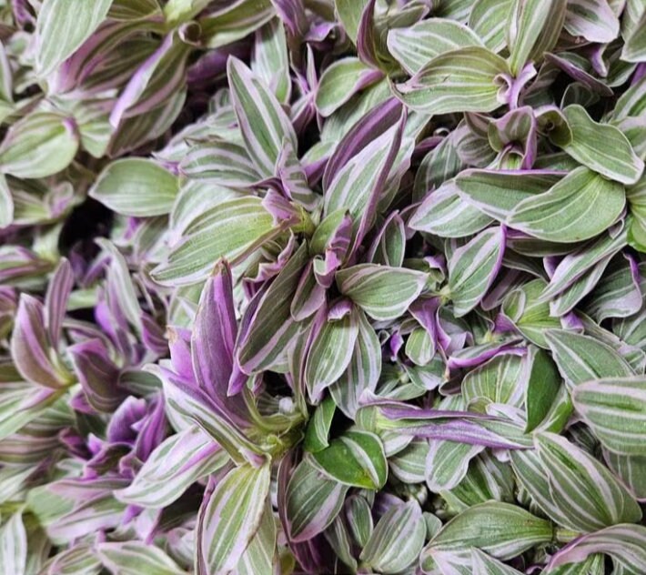 Tradescantia Rosa Sunrise - beautiful plant - rare plant - pink, white and green plant