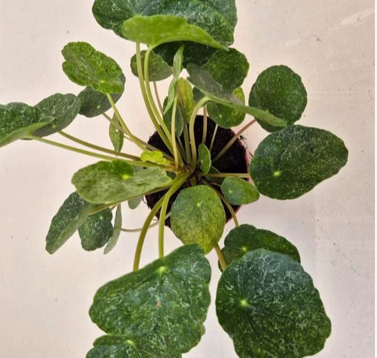 Pilea Peperomia Sugar - beautiful succulent - propagation leaf - cuttings