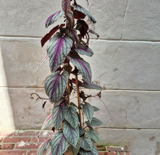 Cissus Discolor Violet Vine - Rare Plant - Beautiful Plant - Cuttings