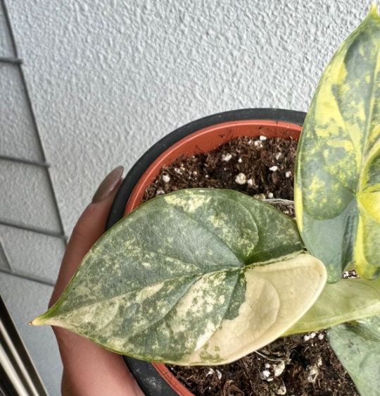 Alocasia Dragon Scale Variegata - Rare Plant - Beautiful Plant