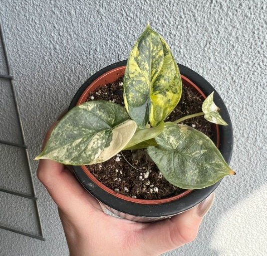 Alocasia Dragon Scale Variegata - Rare Plant - Beautiful Plant