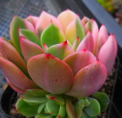 Echeveria Flamenco - beautiful succulent - propagation leaf