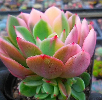 Echeveria Flamenco - beautiful succulent - propagation leaf