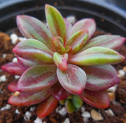 Echeveria Rezry - beautiful succulent - propagation leaf