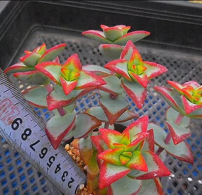 Crassula Sunstar - Beautiful Succulent - Rare Succulent - Cuttings