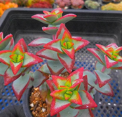 rare succulent cuttings Crassula Sunstar - Beautiful Succulent - Rare Succulent