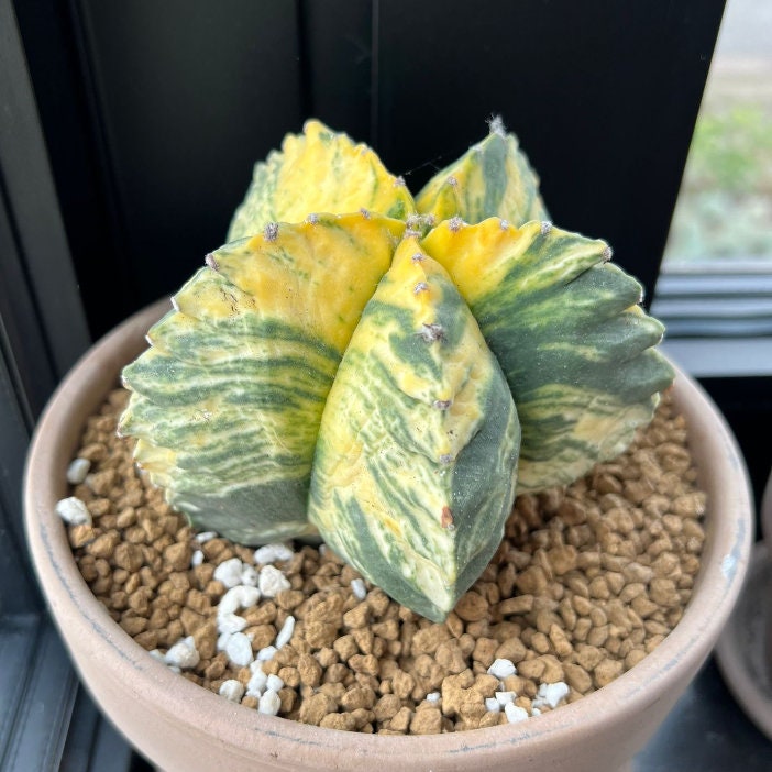 Astrophytum myriostigma Succulent plant cactus variegated Plant