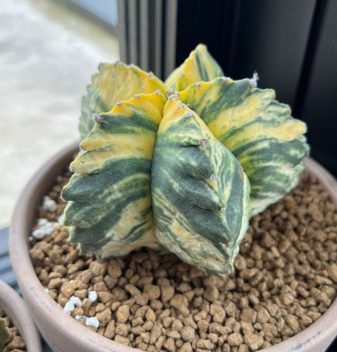 astrophytum succulent Astrophytum myriostigma Succulent plant cactus variegated Plant – UnusualPlantsNL