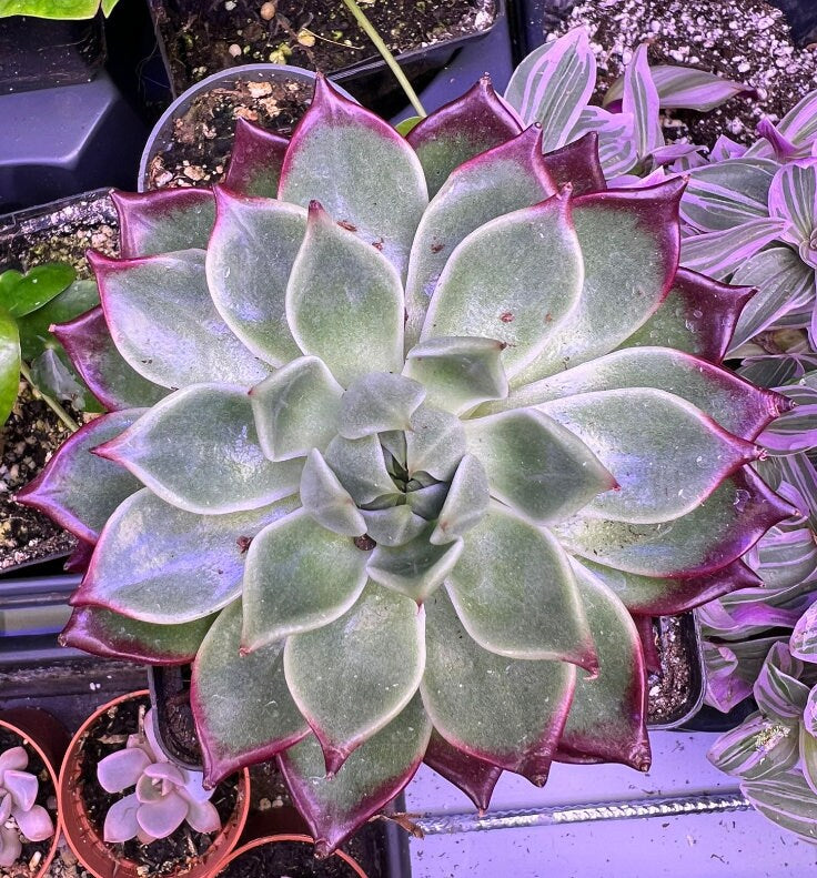 Echeveria Black Jewelry - beautiful succulent - propagation leaf