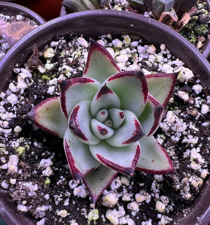 Echeveria Black Ruby - beautiful succulent - propagation leaf