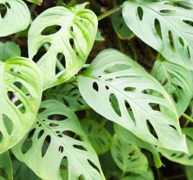 Monstera Adansonii - Monstera - Rare Plants - Monstera Cuttings - Propagation Nodes