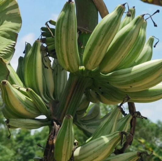 Musa Florida Variegata - Variegated Banana Plant - Rare Plant