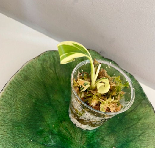 Musa Nono Pink Variegata - Variegated Banana Plant - Rare Plant