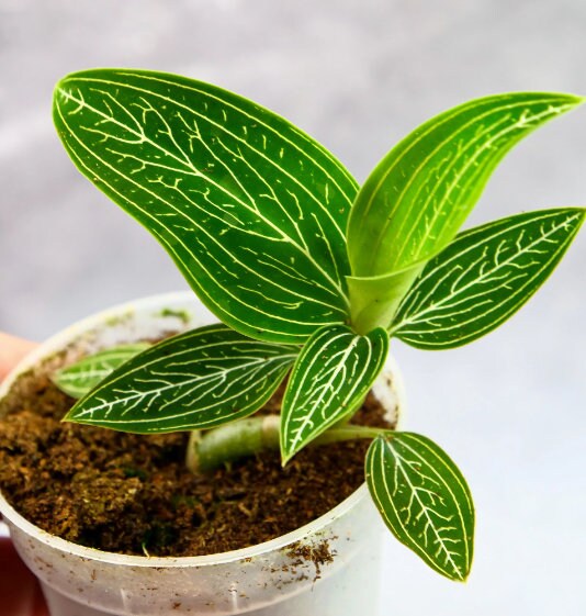 Jewel Orchid Macodes Jade - Rare Plant - Beautiful Plant - Cuttings