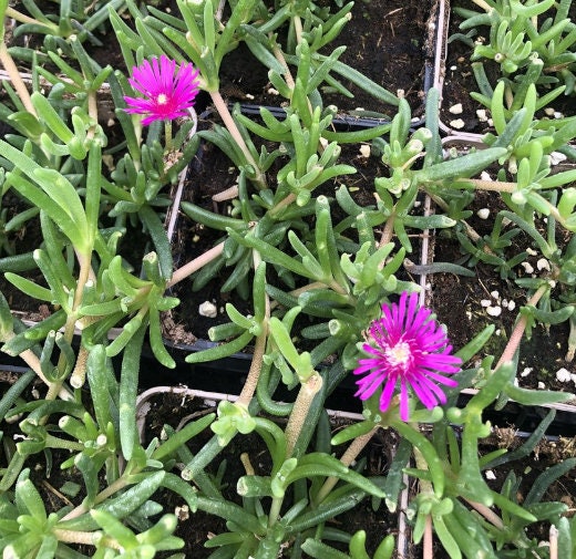 Delosperma Cooperi - Beuatiful Plants - Cuttings