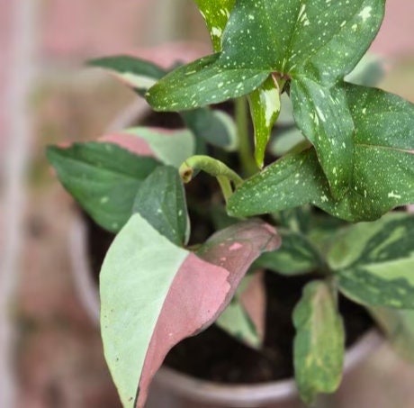 Syngonium Red Spot Tricolor - Rare Plant - Beautiful Plant - Cuttings