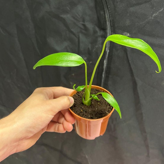 Monstera Burle Marx Flame - Rare Monstera - Rare Plants - Monstera Cuttings - Propagation Nodes