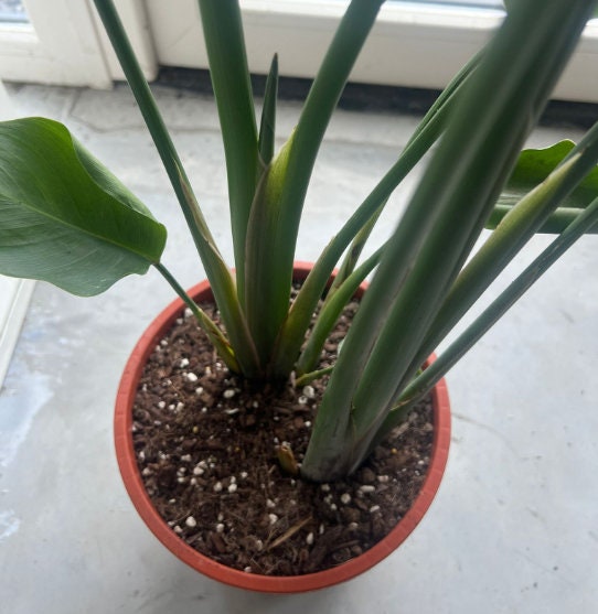 Bird of Paradise Albo Variegata - Strelitzia Nicolai - Variegated Bird of Paradise - Rare Plant - Beautiful Plant