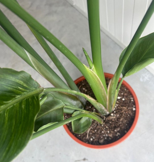Bird of Paradise Albo Variegata - Strelitzia Nicolai - Variegated Bird of Paradise - Rare Plant - Beautiful Plant