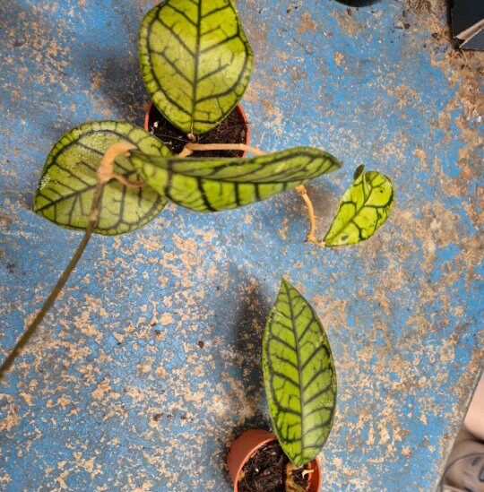 Hoya Black Cat - Hoya callistophylla - succulent plant - 1 Leaf with node