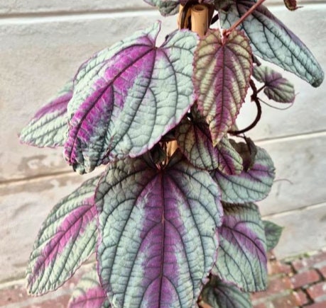 Cissus Discolor Violet Vine - Rare Plant - Beautiful Plant - Cuttings