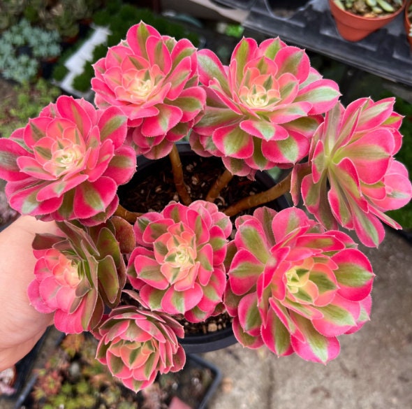 Aeonium Pink Witch - beautiful succulent - propagation leaf