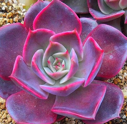 pink succulent leaves Echeveria Pink Bunny - beautiful succulent