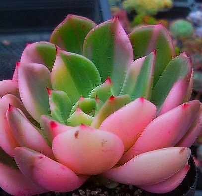 Echeveria Flamenco - beautiful succulent - propagation leaf