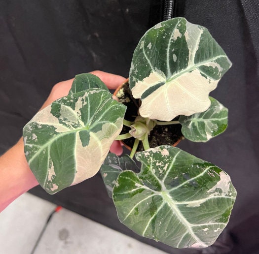 Alocasia Black Velvet Pink variegata - Rare Plant - Bulbs