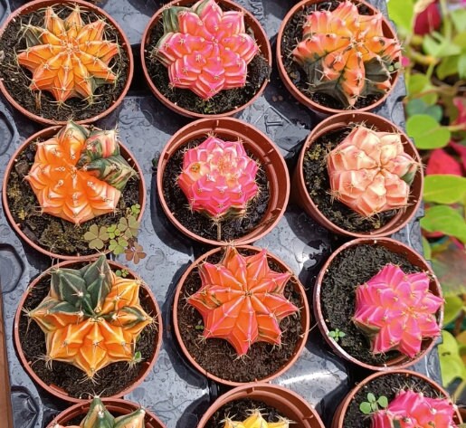 rare succulent seeds 10 Seeds of Gymnocalycium mihanovichii - Rare Succulent