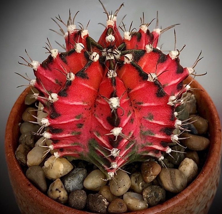 10 Seeds of Gymnocalycium mihanovichii - Rare Succulent - Cactus seeds