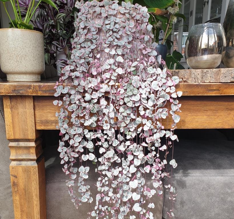 Ceropegia Woodii Variegated - String of Hearts Variegated - Cuttings