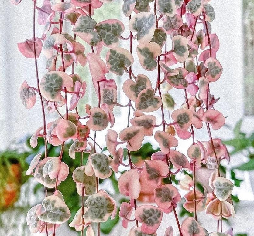 Ceropegia Woodii Variegated - String of Hearts Variegated - Cuttings