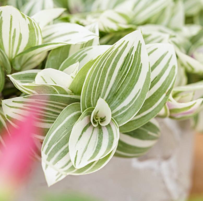 Tradescantia Brightness - beautiful plant - rare plant - pink, white and green plant